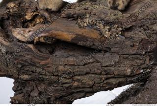 wood tree bark 0002